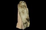 Polished Petrified Wood Stand-up - McDermitt, Oregon #172093-2